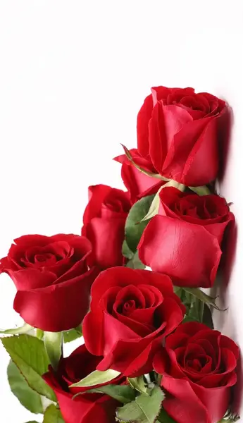 عکس گل ژربرا قرمز