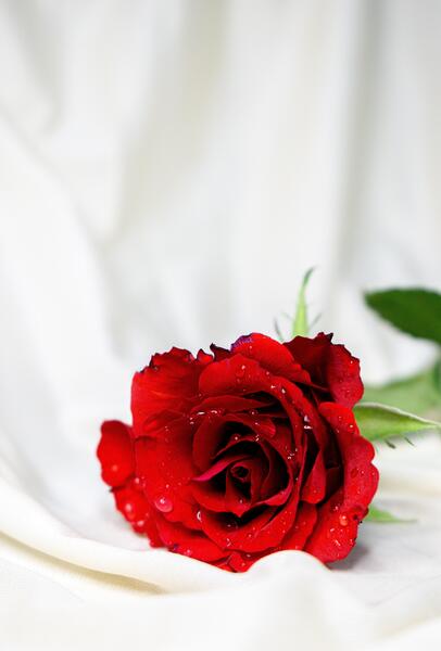 عکس گل ژربرا قرمز