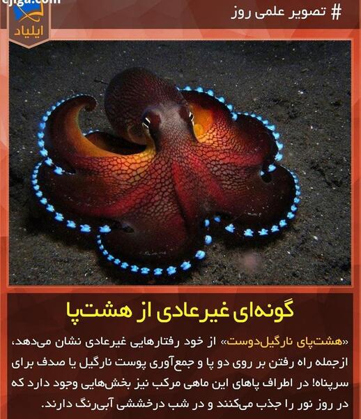 عکس ماهی مرکب هشت پا
