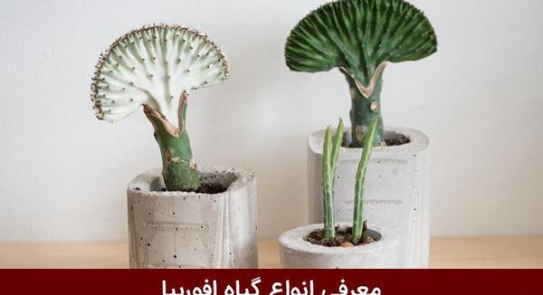 عکس کاکتوس افوربیا