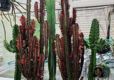 عکس کاکتوس افوربیا