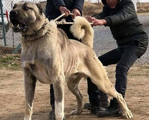 عکس سگ سرابی بزرگ وحشی