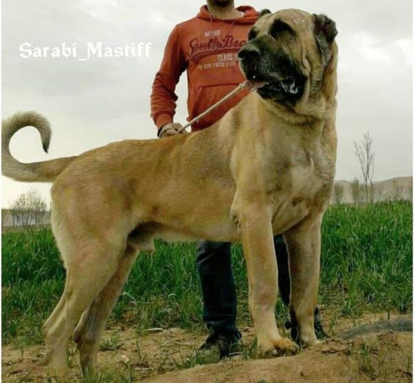 عکس سگ سرابی بزرگ وحشی