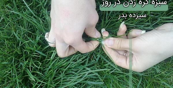 عکس سبزه گره زدن سیزده بدر