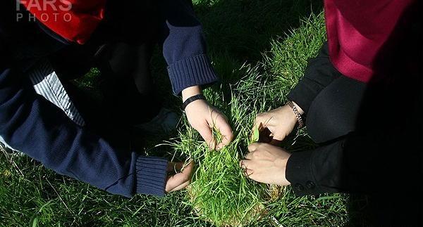 عکس سبزه گره زدن سیزده بدر