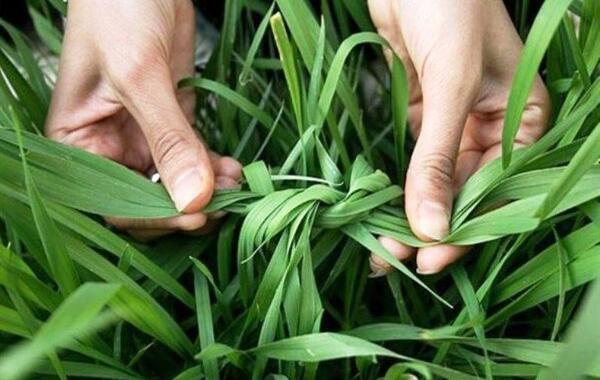 عکس سبزه گره زدن سیزده بدر