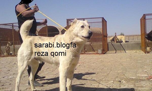 عکس سگ سرابی رضا قمی