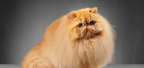 عکس گربه پرشین گارفیلدی