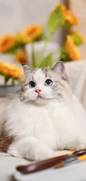 عکس گربه پرشین گارفیلدی