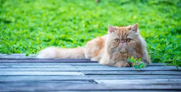 عکس گربه پرشین گارفیلدی