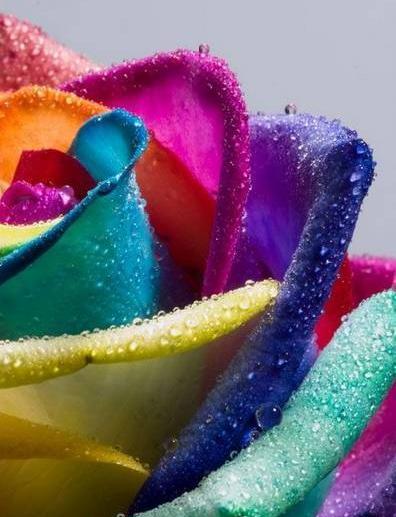 عکس گل رز هفت رنگ طبیعی
