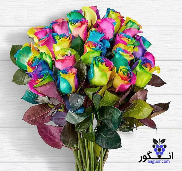 عکس گل رز هفت رنگ طبیعی