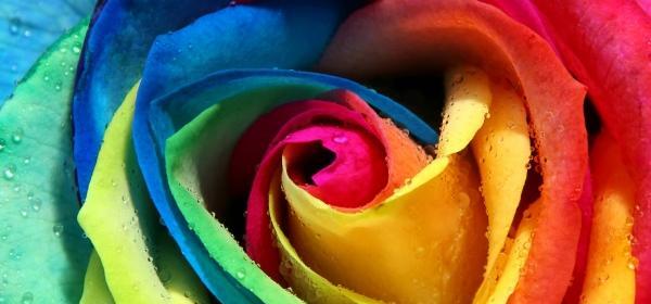 عکس گل رز هفت رنگ طبیعی
