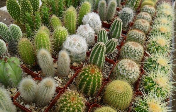 عکس کاکتوس قهوه ای