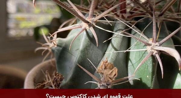 عکس کاکتوس قهوه ای