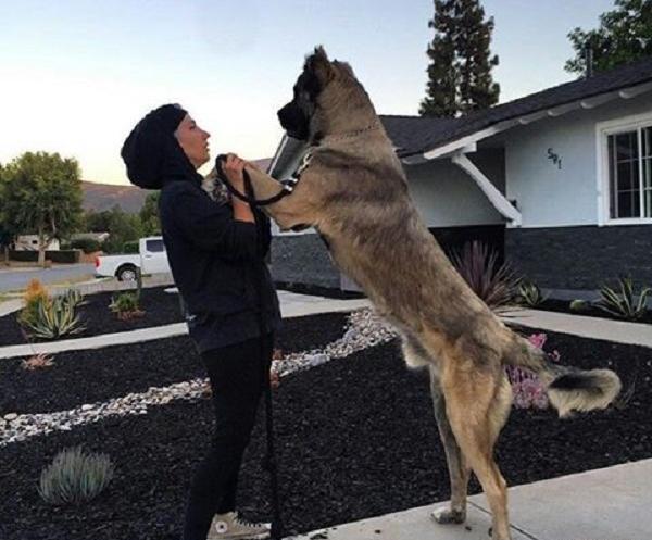 عکس سگ سرابی بزرگ سیاه