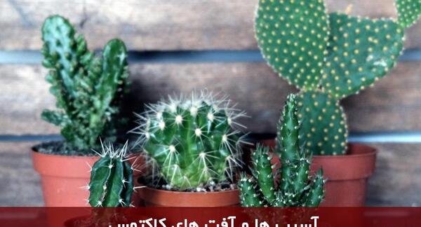 عکس کاکتوس قارچی