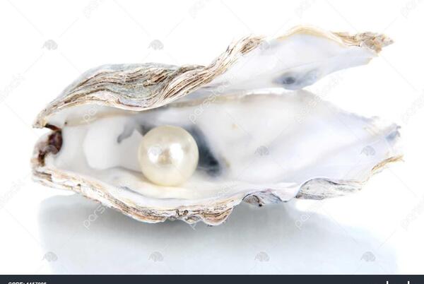 عکس صدف باز