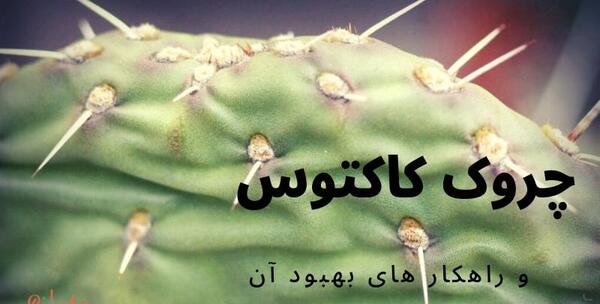 عکس کاکتوس زبان عروس