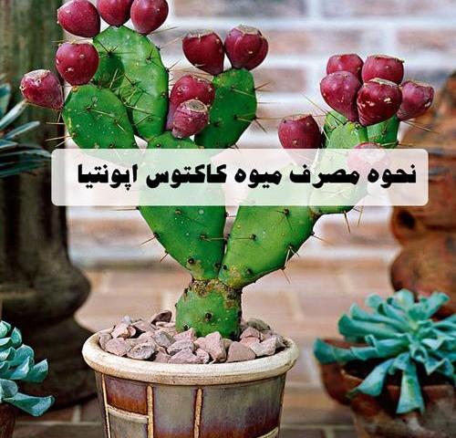 عکس کاکتوس زبان عروس