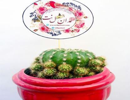 عکس کاکتوس گرد