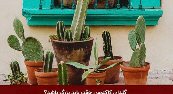 عکس کاکتوس ساگوارو طلایی
