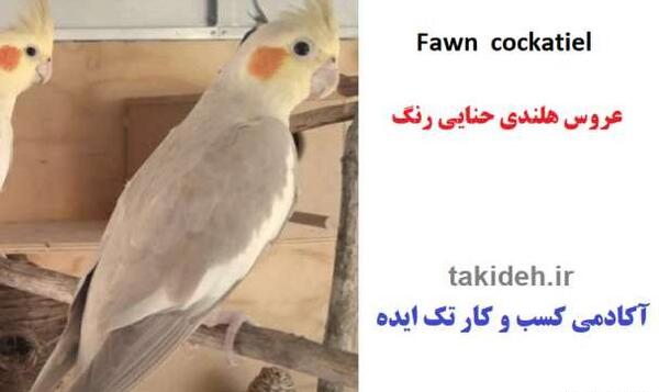 عکس گربه حنایی رنگ