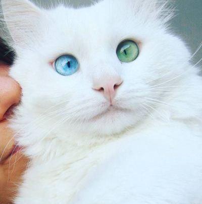 عکس گربه حنایی رنگ