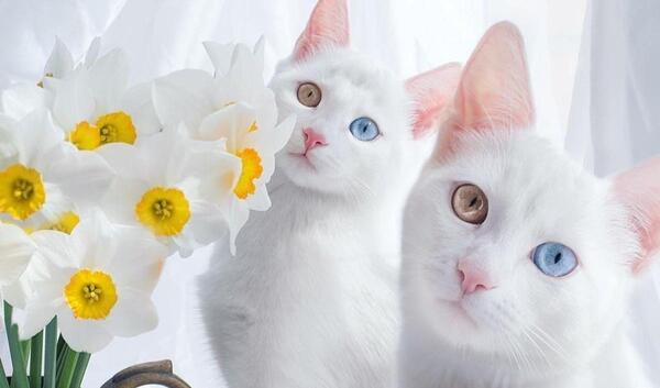 عکس گربه حنایی رنگ
