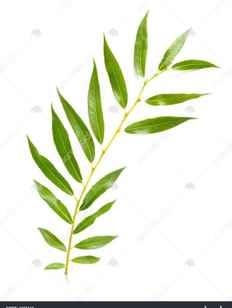 عکس سبز و سفید