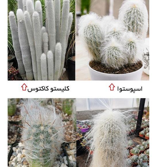 عکس کاکتوس پیرمرد