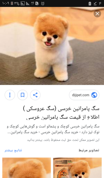 عکس گربه تو جیبی