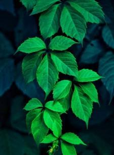عکس سبز تیره