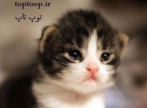 عکس گربه ای که گریه می کند