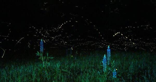 عکس ماهی مرکب شب تاب