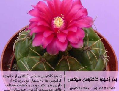 عکس کاکتوس ژمینو