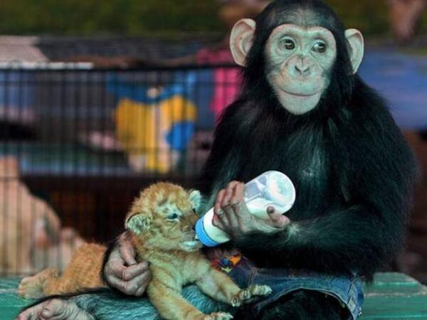 عکس با شامپانزه