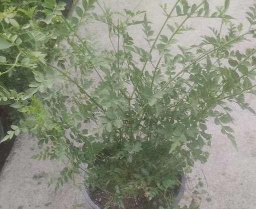 عکس گل یاس چمپا