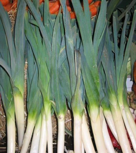 عکس سبزی تره