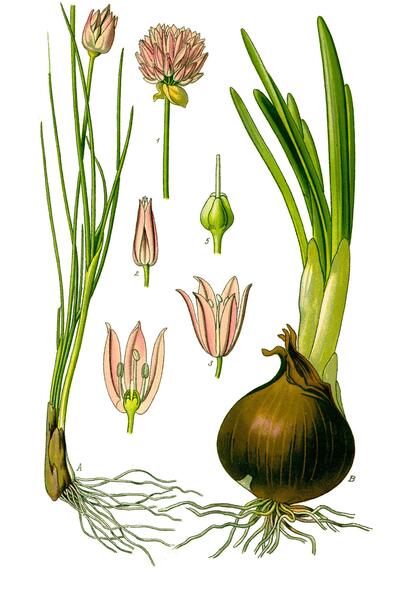 عکس سبزی تره