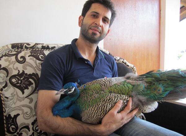 عکس جوجه یک روزه طاووس