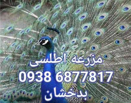 عکس جوجه یک روزه طاووس