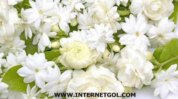 عکس یاس و شایع