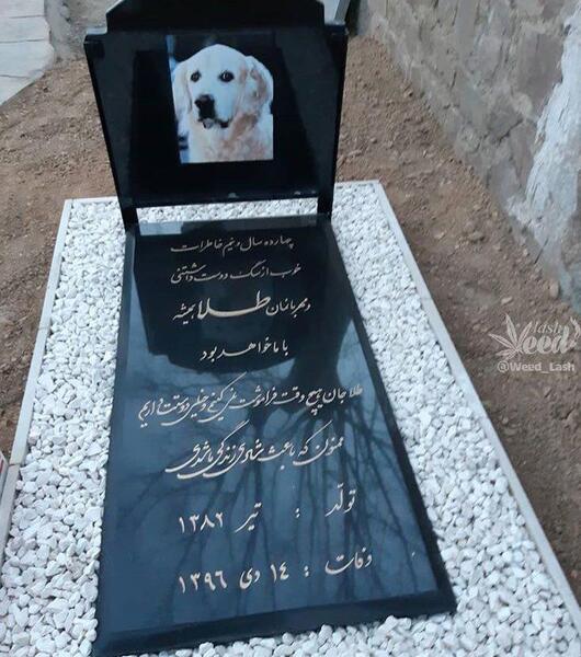 عکس سگ واقعی