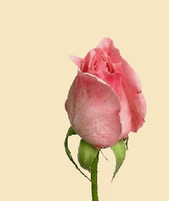 عکس ماه رمضان برای پس زمینه موبایل