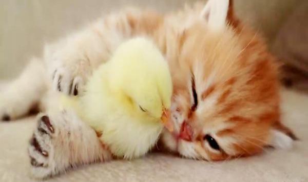 عکس گربه و جوجه کنار هم