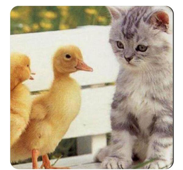 عکس گربه و جوجه کنار هم