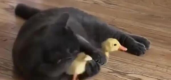عکس گربه و جوجه کنار هم