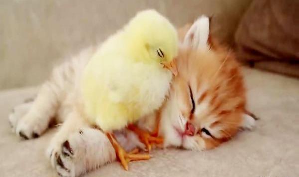 عکس گربه و جوجه کنار هم