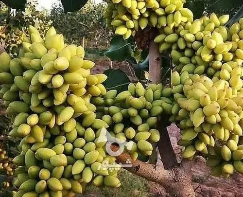 عکس گوجه سبز و چاقاله بادام